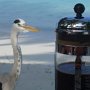 18. Heron at Breakfast